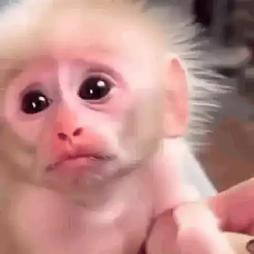 Monos 6🐒Changos 🙈 24