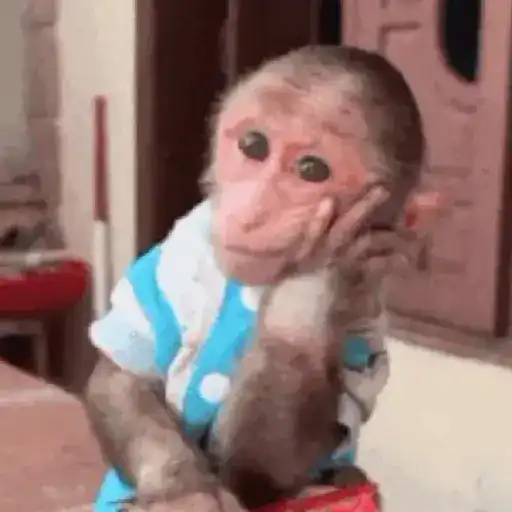 Monos 6🐒Changos 🙈 9