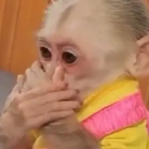 Monos 6🐒Changos 🙈 15
