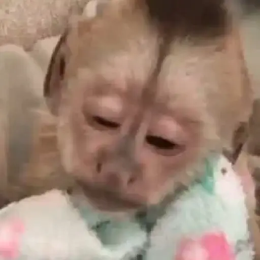 Monos 6🐒Changos 🙈 8