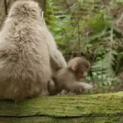 Monos 6🐒Changos 🙈 4