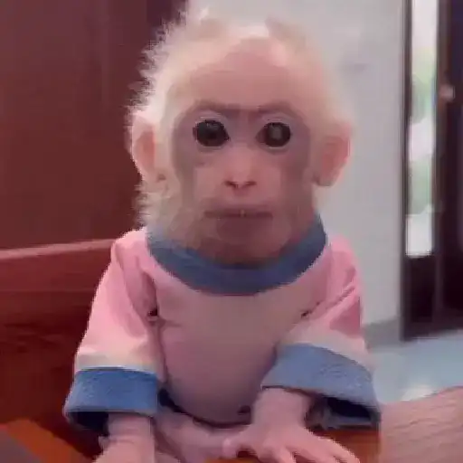 Monos 6🐒Changos 🙈 10