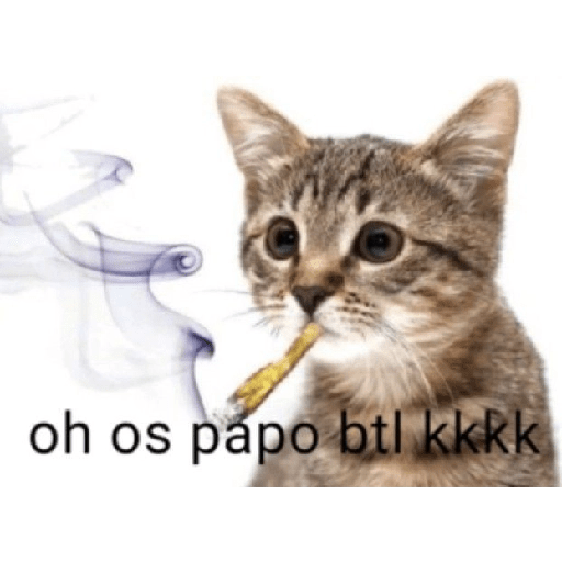 QUE GAY CHATO  13