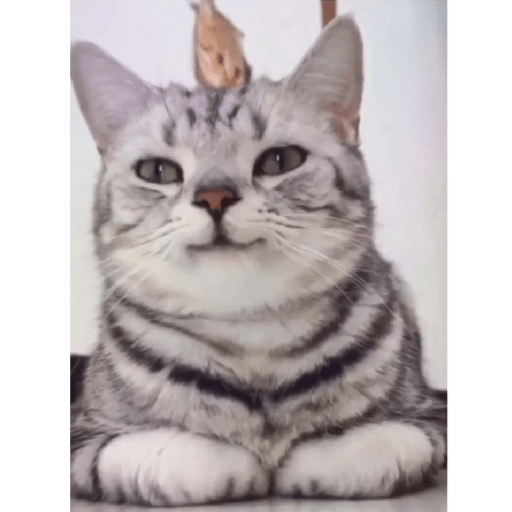 Neko 16
