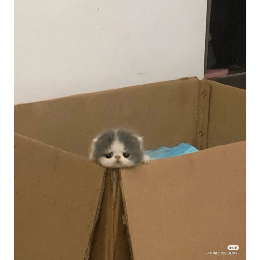 Neko 2
