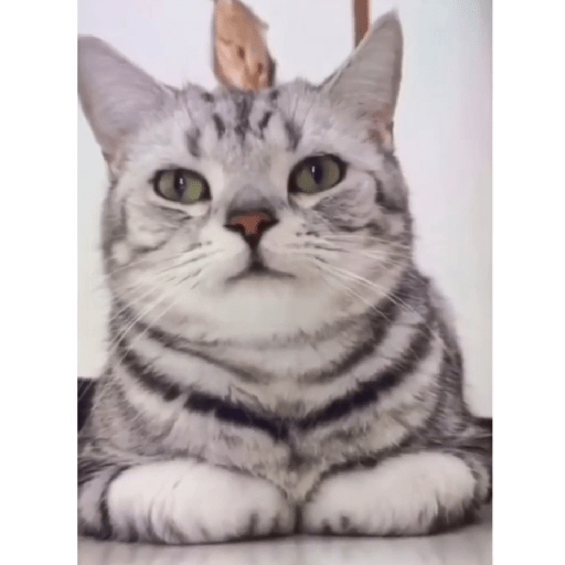 Neko 17