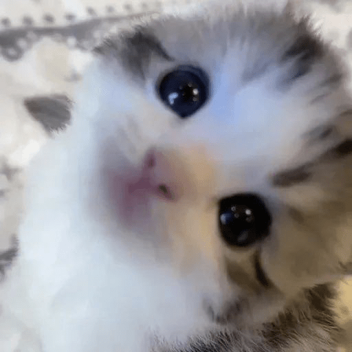 Neko 3