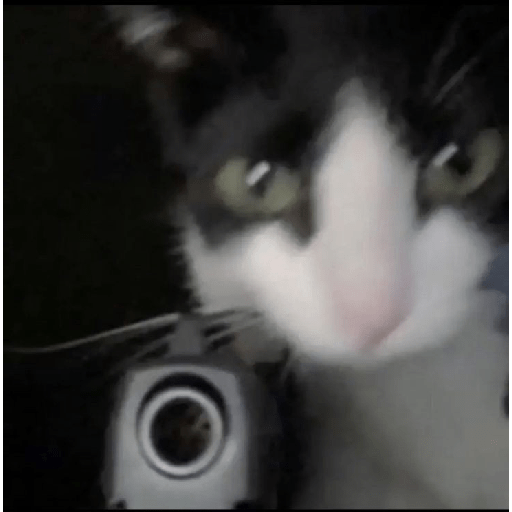 Neko 5