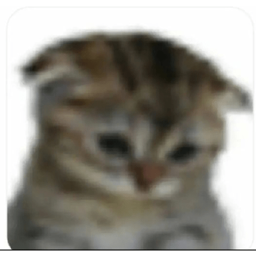 Neko 7