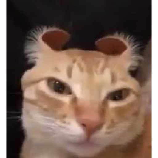 Momos 10