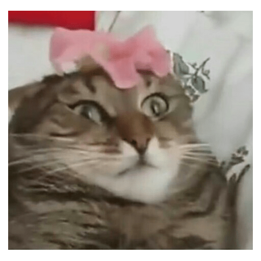 Momos 4