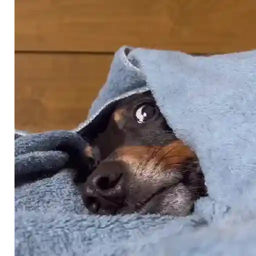 Cachorro meme 5
