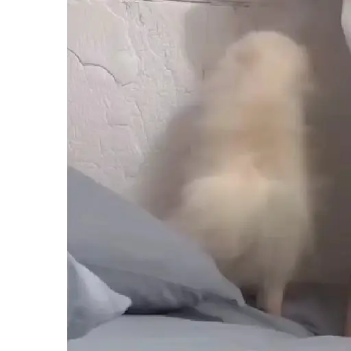 Cachorro meme 14