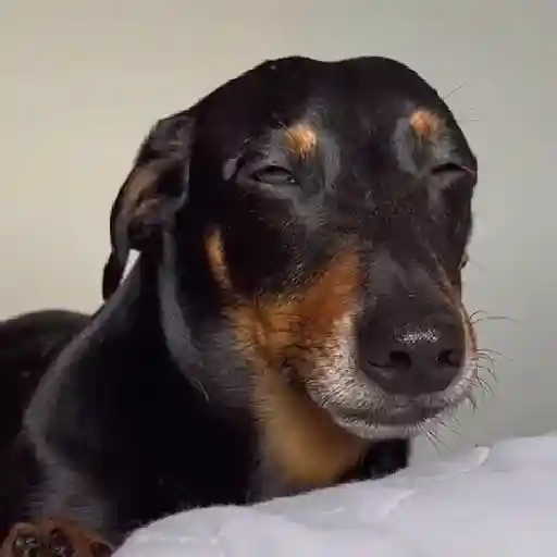 Cachorro meme 8
