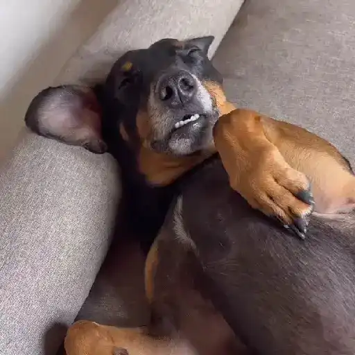Cachorro meme 9