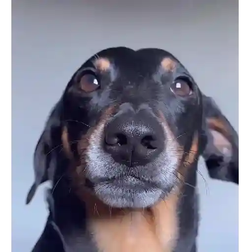 Cachorro meme 2