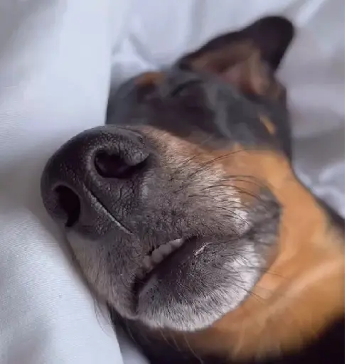 Cachorro meme 3