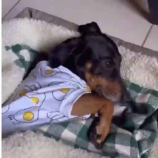 Cachorro meme 4