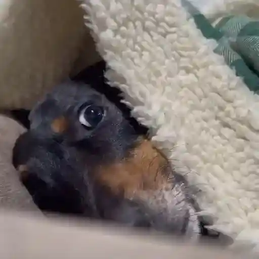 Cachorro meme 10
