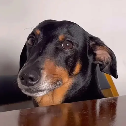 Cachorro meme 6