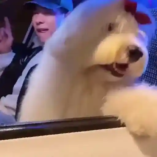 Cachorro meme 15