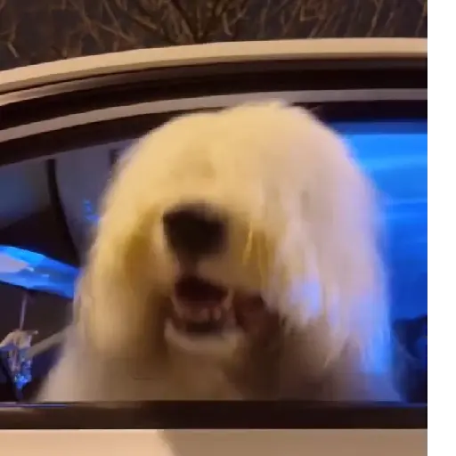 Cachorro meme 16