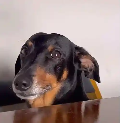 Cachorro meme 7