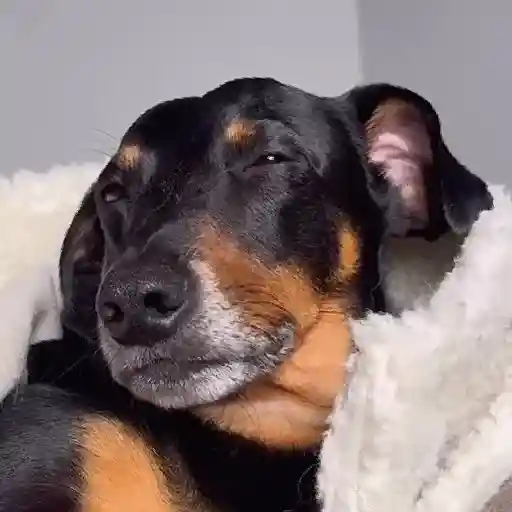 Cachorro meme 11
