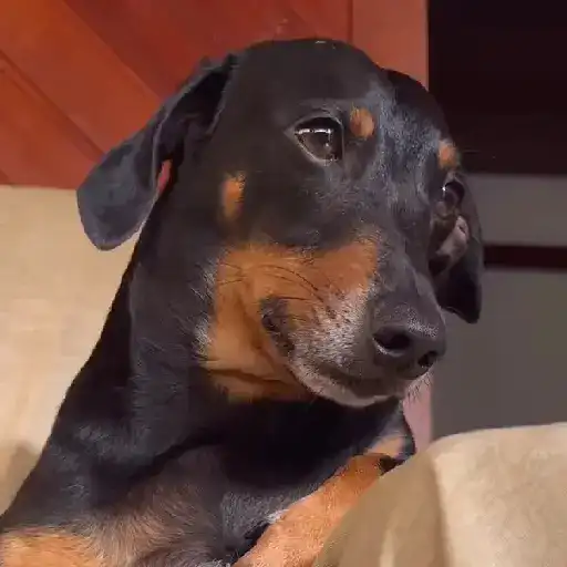 Cachorro meme 12