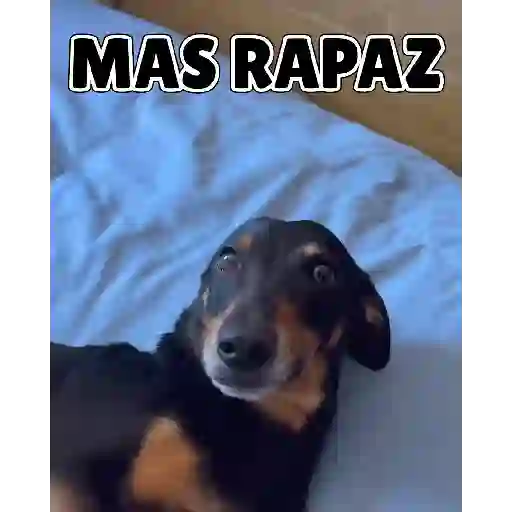 Cachorro meme 13
