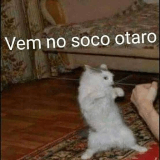 Gatinhos 12