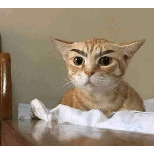 Gatinhos 9