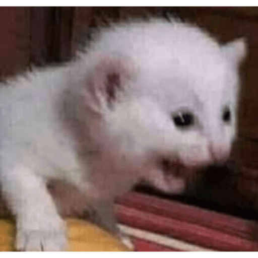 Gatinhos 7
