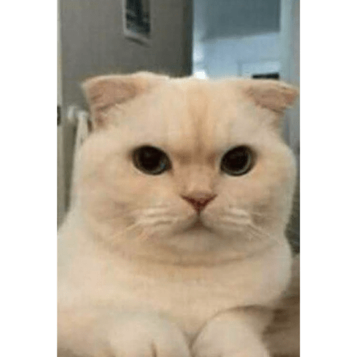 Gatinhos 8