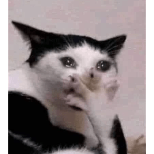 Gatinhos 13