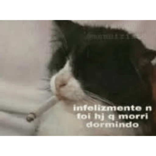 Gatinhos 11