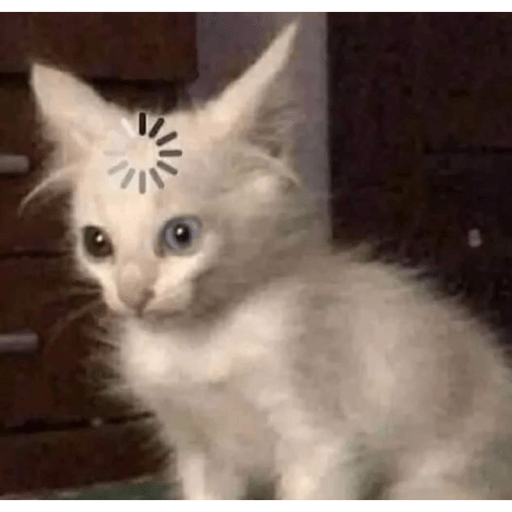 Gatinhos 6