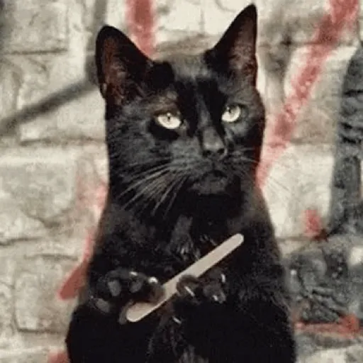 Cats 4