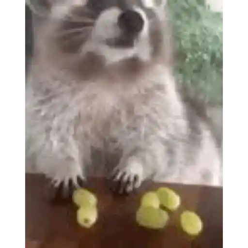 Cats 7