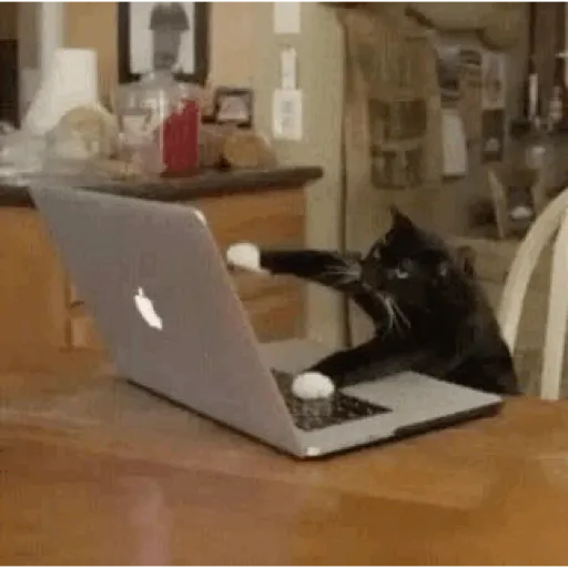 Cats 2