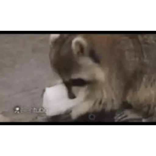 Cats 5