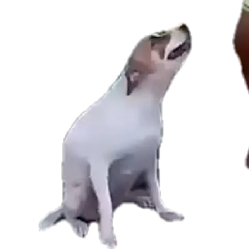 Memes animados 6 12