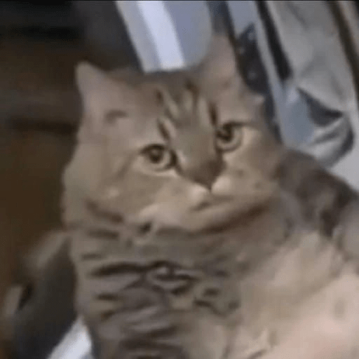 Cats/random