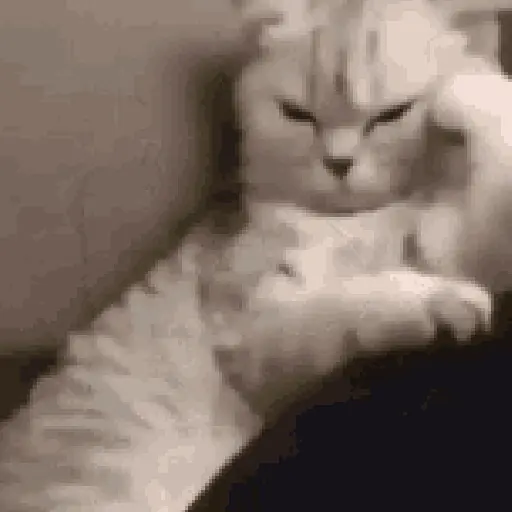 Cats 8