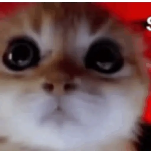 Cats 7