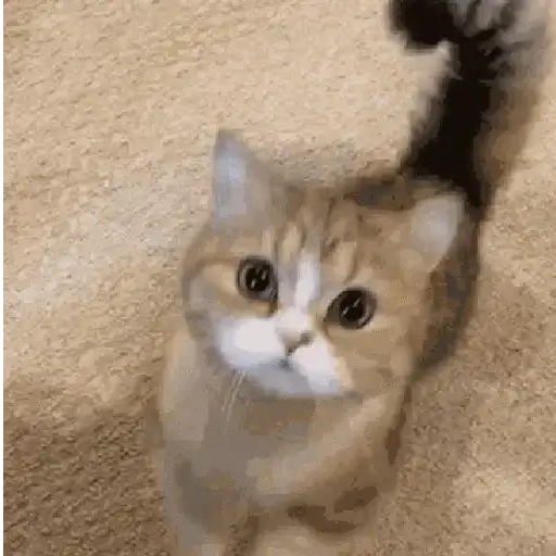 Cats 6