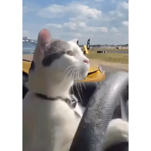 Cats 5
