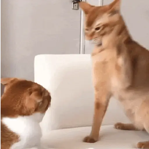 Cats 3
