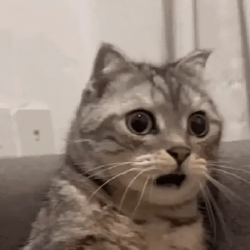 Cats 2