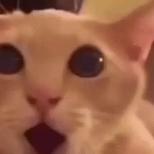 Cats 1